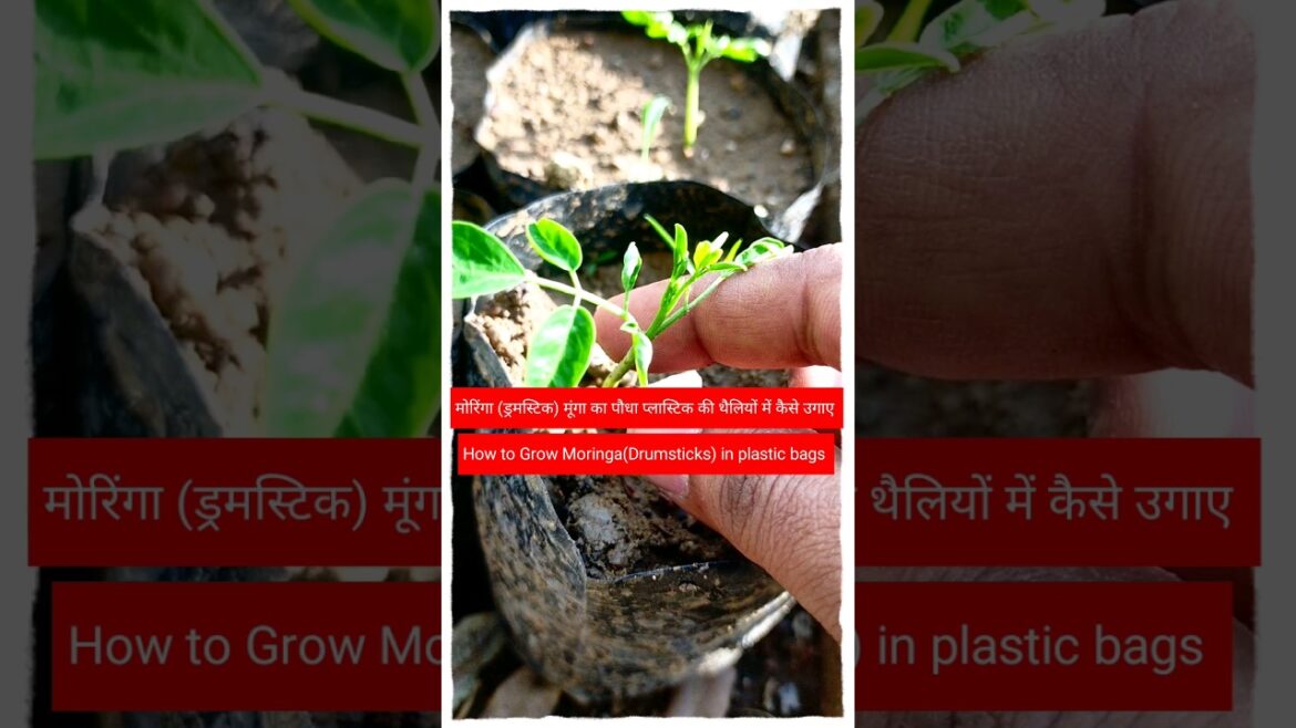 #shorts#gardening tips & home gardening #garden ideas for beginners & grow plant in plastic bags #shorts#gardening tips & home gardening #garden ideas for beginners & grow plant in plastic bags