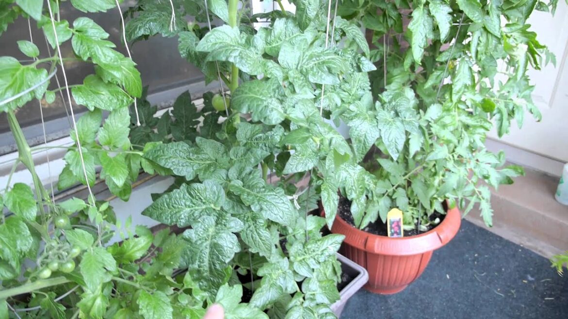Container Gardening Season 4 - Week 8: So Many Tomatoes!