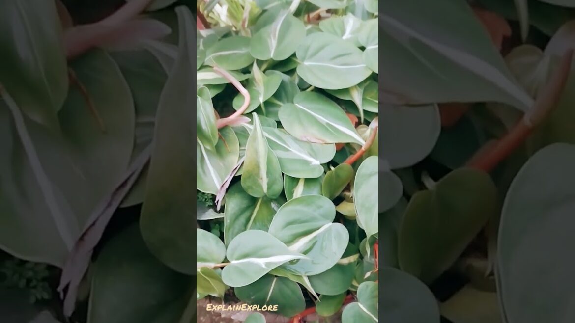 what do you call this plant? #plants #flowers