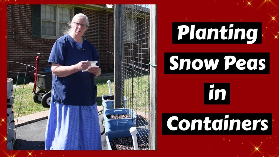 Planting Snow Peas in Self Wicking Containers, Labrador Entertainment, Inspirational Golden Thought Planting Snow Peas in Self Wicking Containers, Labrador Entertainment, Inspirational Golden Thought