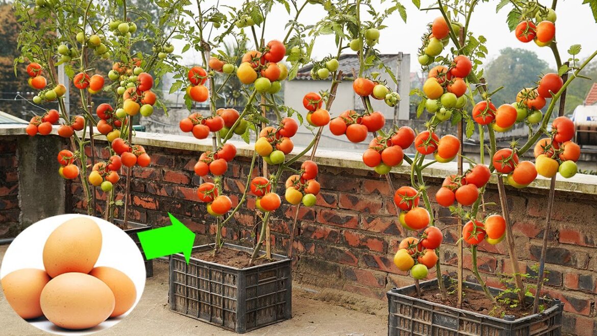 Tips For Growing Tomatoes At Home To Produce A Lot Of Big Berries Everyone Needs To Know