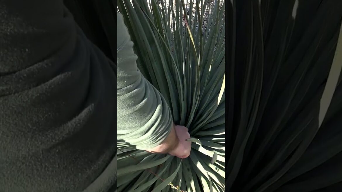 🪴 Yucca: How To Process, Prepare and Cook!