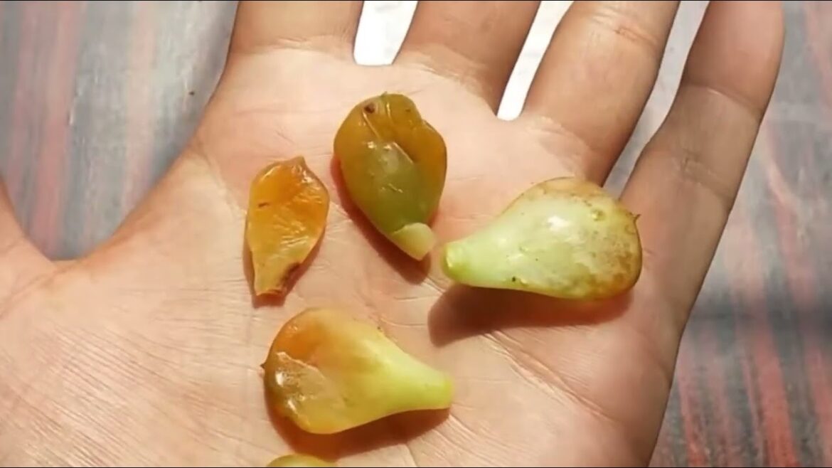 || WHY DO SUCCULENT LEAVES FALL AFTER WATERING ? || SUCCULENT CARE TIPS || || WHY DO SUCCULENT LEAVES FALL AFTER WATERING ? || SUCCULENT CARE TIPS ||