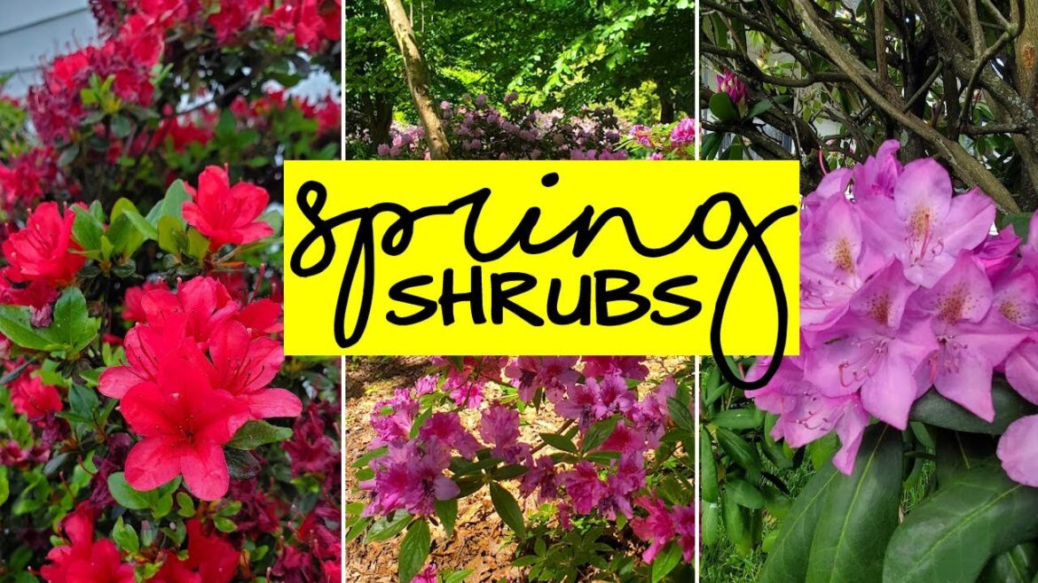 12 Spectacular Spring Flowering Shrubs For Your Garden 12 Spectacular Spring Flowering Shrubs For Your Garden