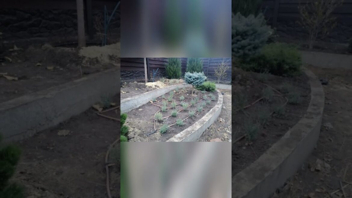Top small backyard landscaping makeover. Before after time lapse #shorts  #backyardmakeover