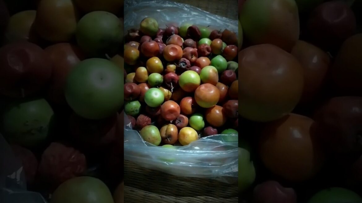 INDIAN JUJUBE FRUIT SHORTS🍎🍉#jujubefruit #indianfruits #fruitsshortsvideo #shorts #viral #world INDIAN JUJUBE FRUIT SHORTS🍎🍉#jujubefruit #indianfruits #fruitsshortsvideo #shorts #viral #world