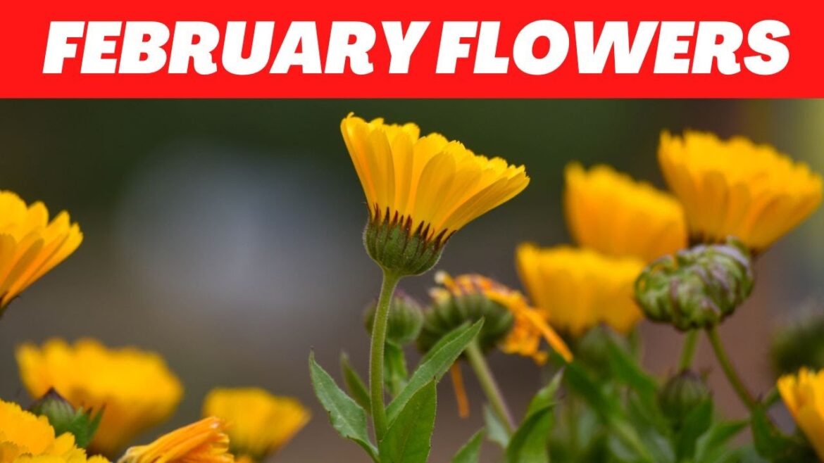 Spring Garden Planning: February Flower Plants