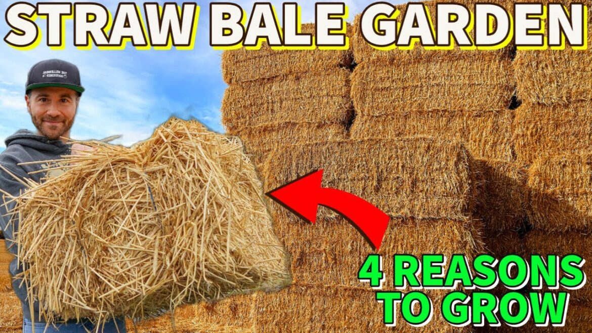 4 Reasons To Grow Veggies In A Straw Bale Garden 4 Reasons To Grow Veggies In A Straw Bale Garden