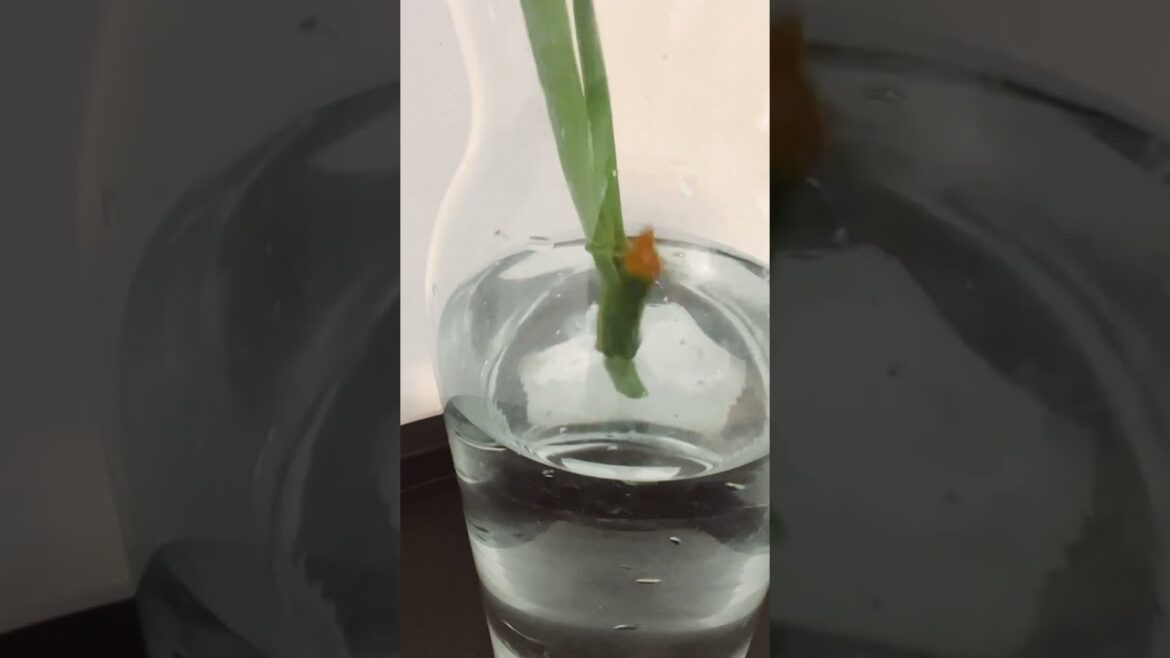 Spring flower arrangement for decorating the dining table and at home