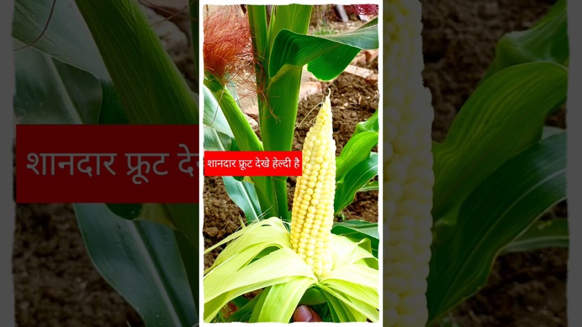 #shorts#gardening tips & home gardening #garden ideas for beginners & maize harvest & grow from seed #shorts#gardening tips & home gardening #garden ideas for beginners & maize harvest & grow from seed