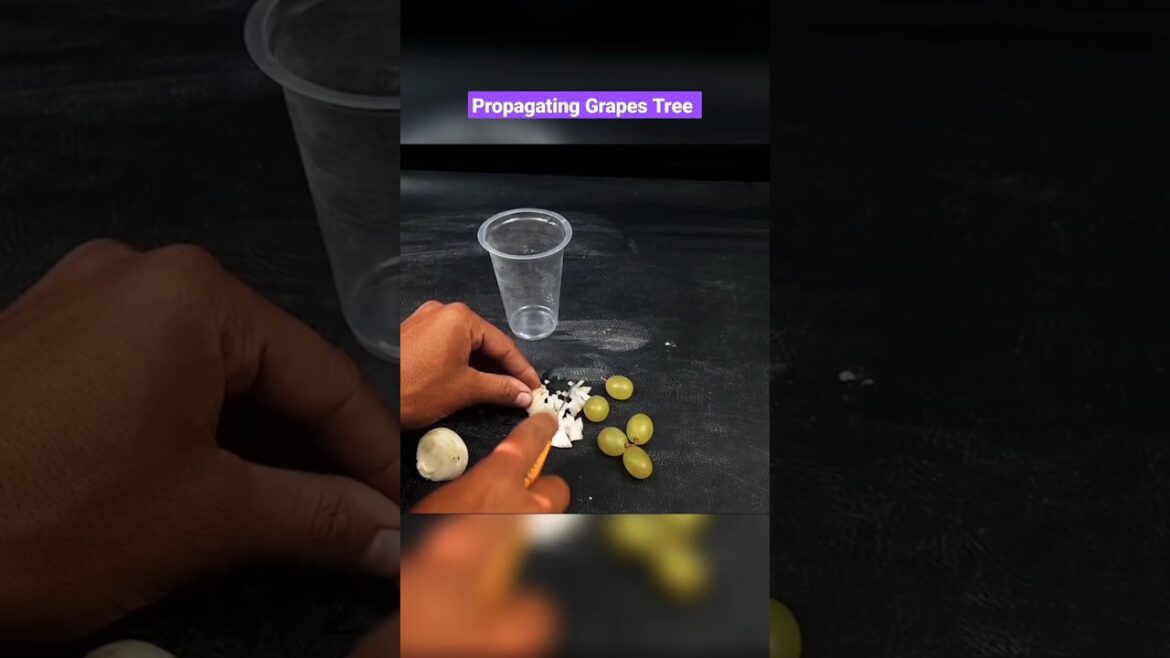 Growing Grapes Tree Easily #growfruits #diygarden #viralytshorts Growing Grapes Tree Easily #growfruits #diygarden #viralytshorts