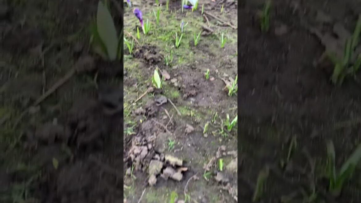 Coventry park flower #shorts, #viral ,#coventry,#UK Coventry park flower #shorts, #viral ,#coventry,#UK