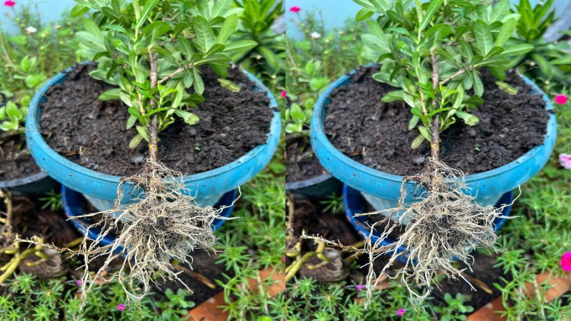 Growing Plants By Cutting And Getting RootsGarden Tips.