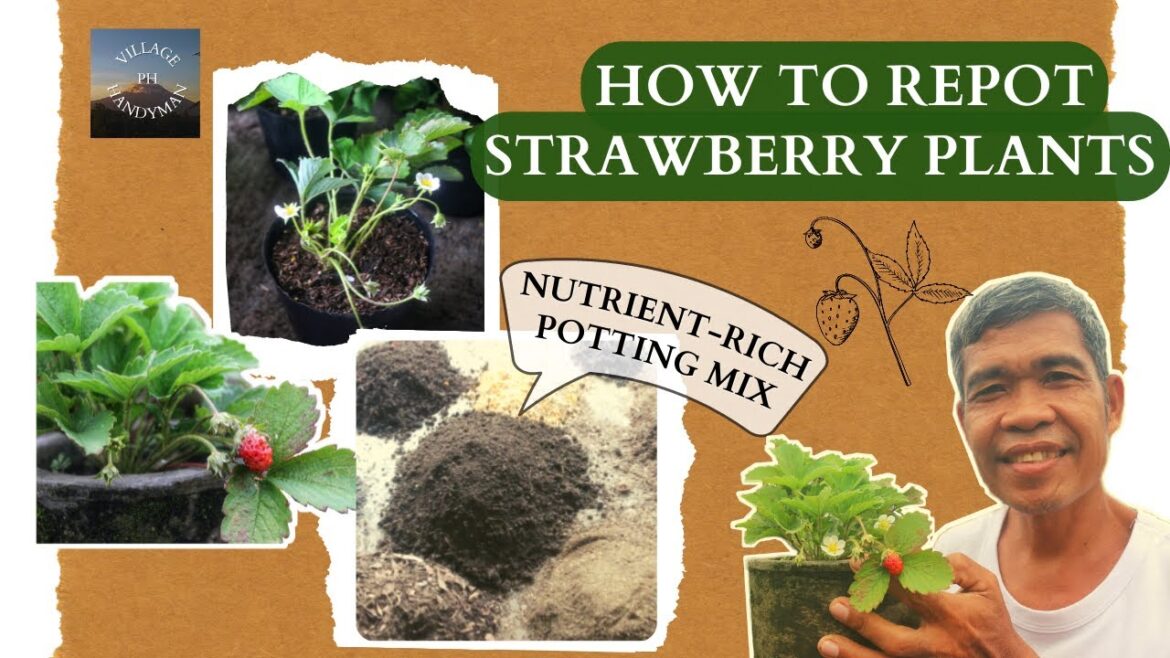 Strawberries Container Garden with Organic Nutrient-rich POTTING MIX | Gardening Strawberries Container Garden with Organic Nutrient-rich POTTING MIX | Gardening