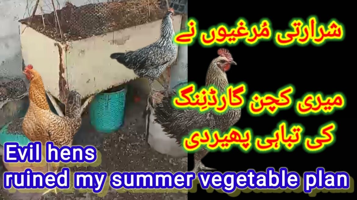 Evil hens ruined my summer vegetable gardening plans