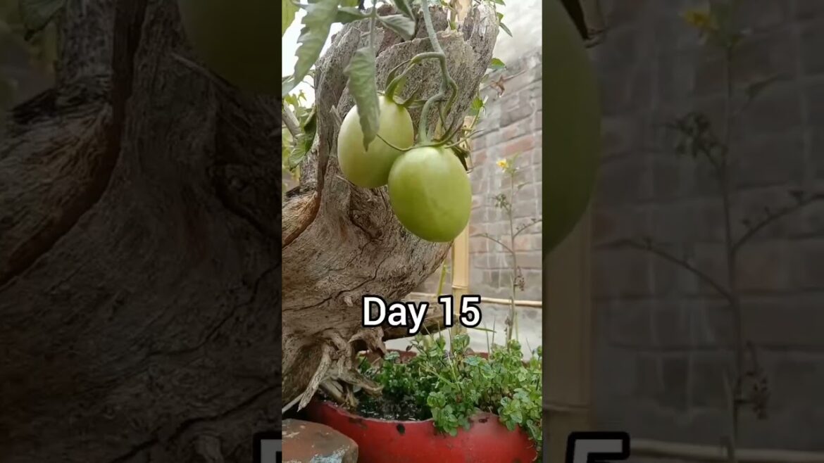 امیر باپ غریب باپ سے ہار گیا #shorts #youtubeshorts #ytshorts #viral