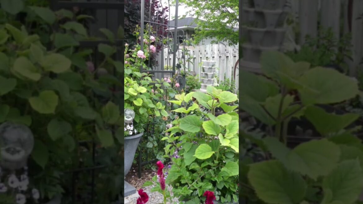 container gardening favorites/Gardening with Janey #shorts #containergardening #flowers #plants 🪴🌳🌵🌿 container gardening favorites/Gardening with Janey #shorts #containergardening #flowers #plants 🪴🌳🌵🌿