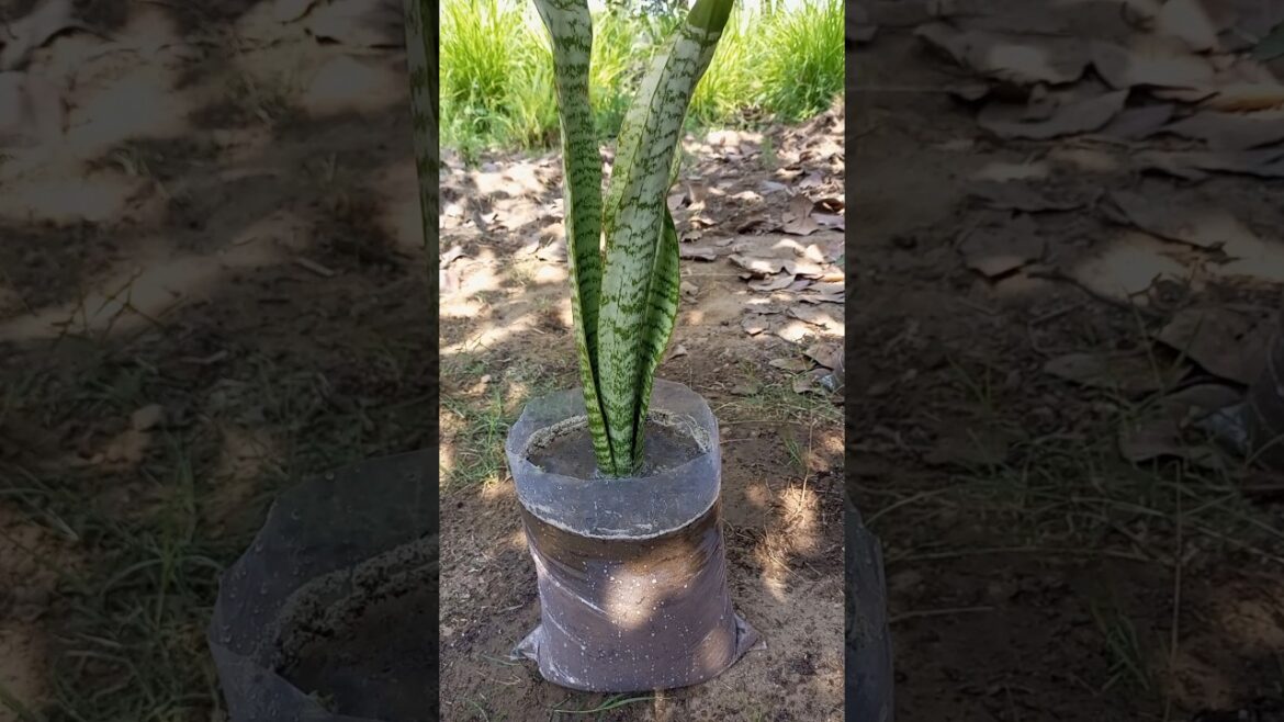 Snake Plant #shorts #short #youtubeshorts #gardening #garden
