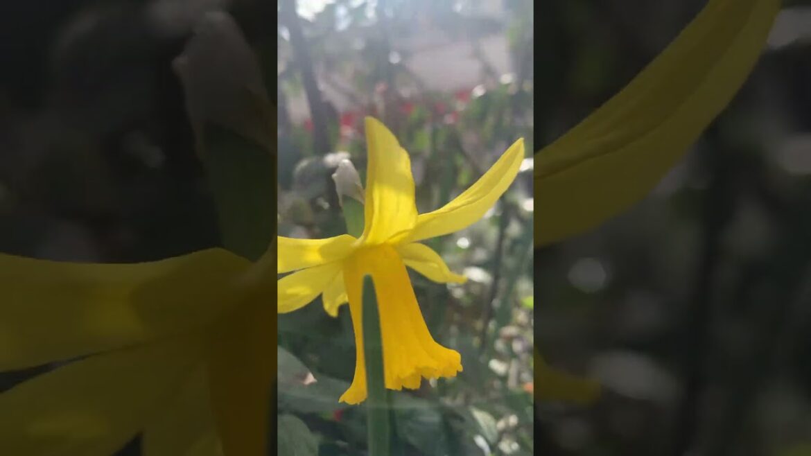 GoodMorning #trends,#viral ,#shorts  ,#tiktoktrends,#happy,#mood,#fun,,#music,#good,#subscribe,#om