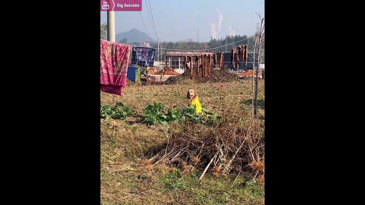 Funny golden retriever goes to the vegetable garden to steal vegetables🤭