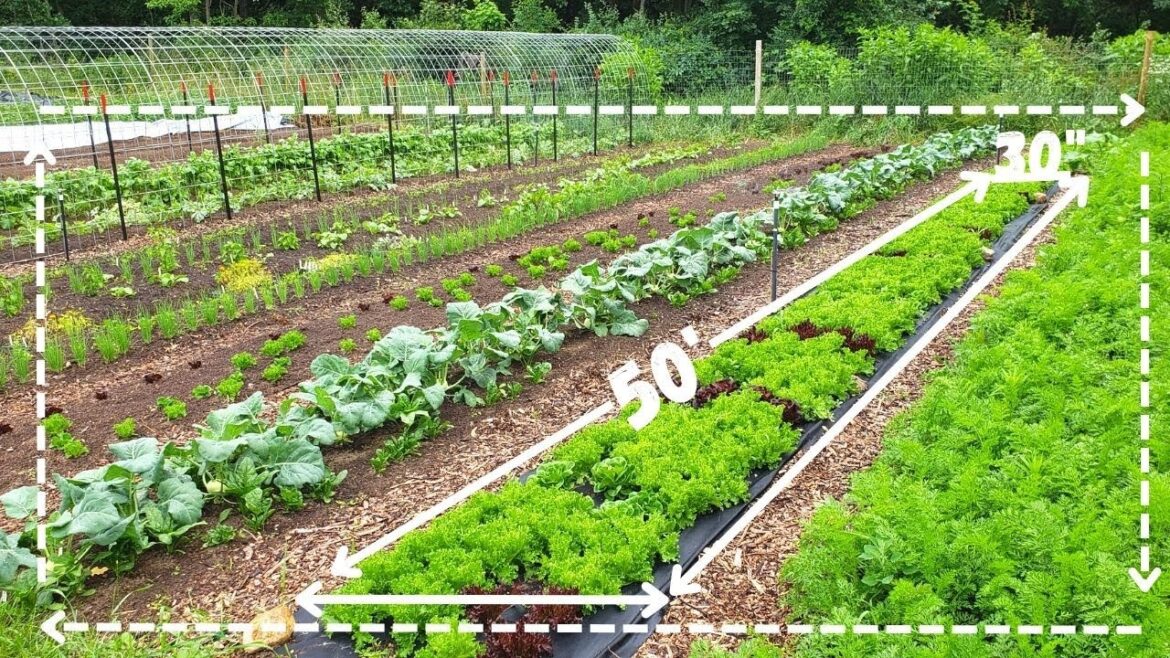 Designing Your FIRST Garden – Drawing It OUT! Designing Your FIRST Garden - Drawing It OUT!