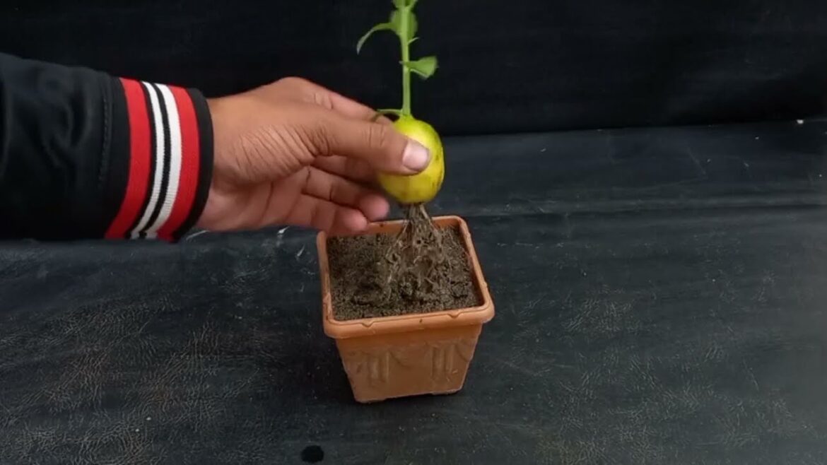 नींबू का पौधा लगाने की विधि nimbu ka podha kese #Lemon#ContainerGardening#gardening