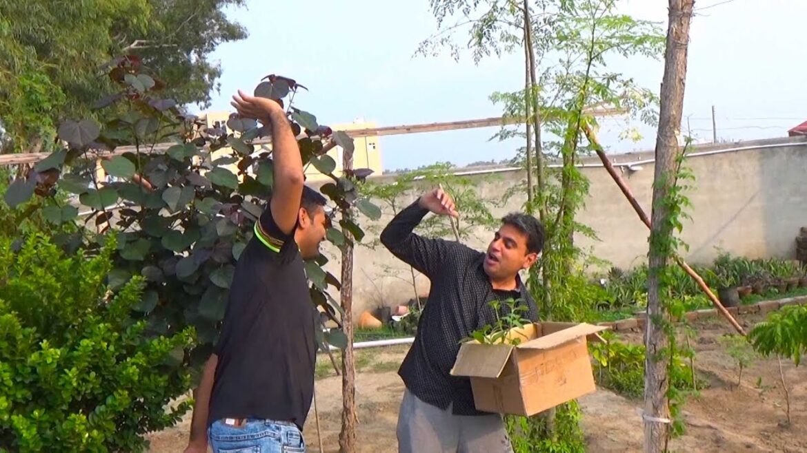 Vegetable Gardening and Plants | Enjoy Your Kitchen Gardening | Plants Everywhere