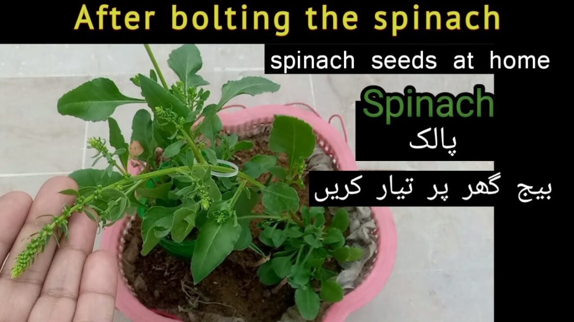 how to grow palak : spinach : seeds : container gardening #terracepargardening how to grow palak : spinach : seeds : container gardening #terracepargardening