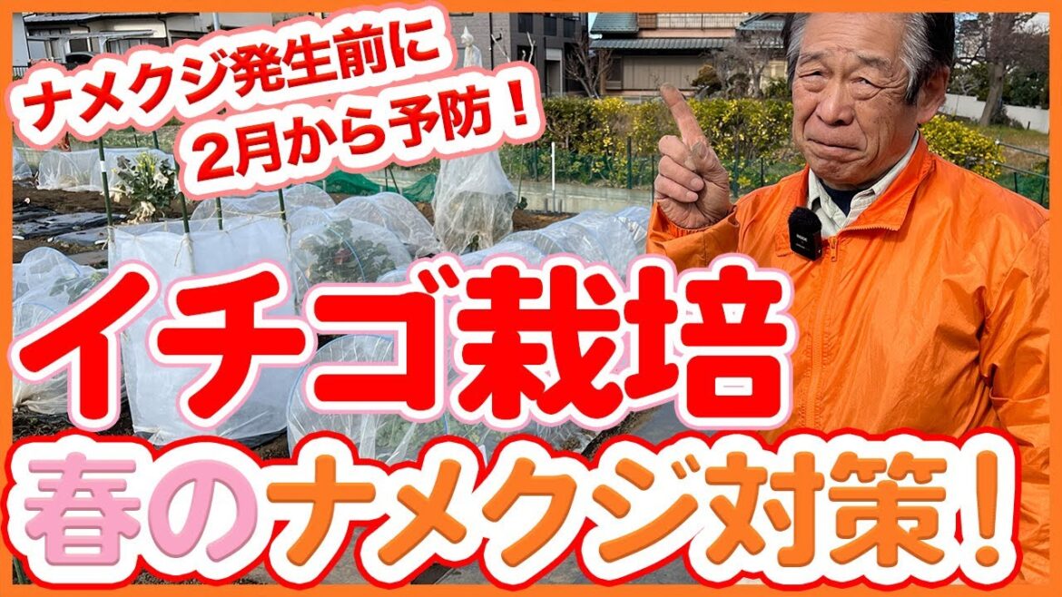 家庭菜園や農園のイチゴ栽培で春のナメクジ対策は2月から予防！発生前に対策する事が大切です！/Tips for controlling slugs in strawberry cultivation.