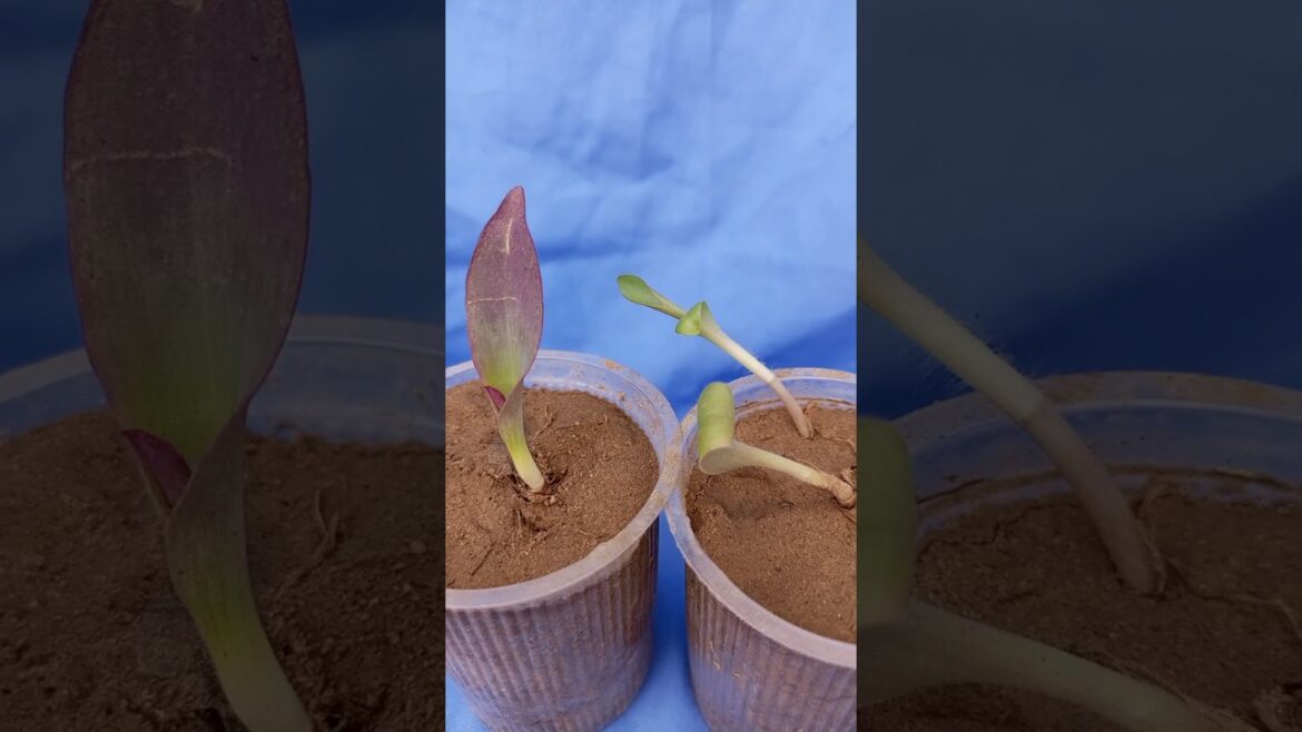 Purple heart plant #shorts #youtubeshorts #gardening #short