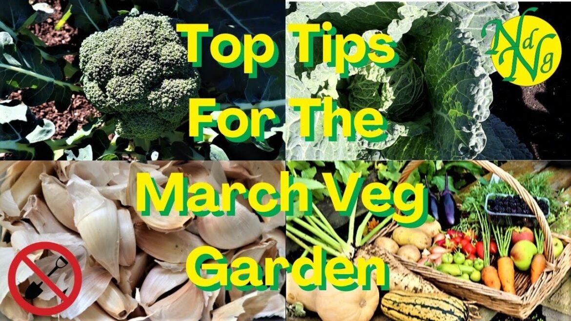 My Top Tips For March Veg Gardening My Top Tips For March Veg Gardening