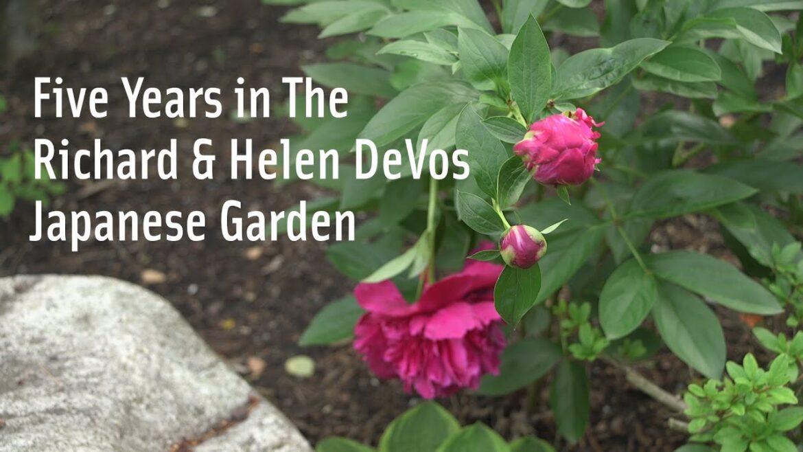 Five Years in The Richard & Helen DeVos Japanese Garden