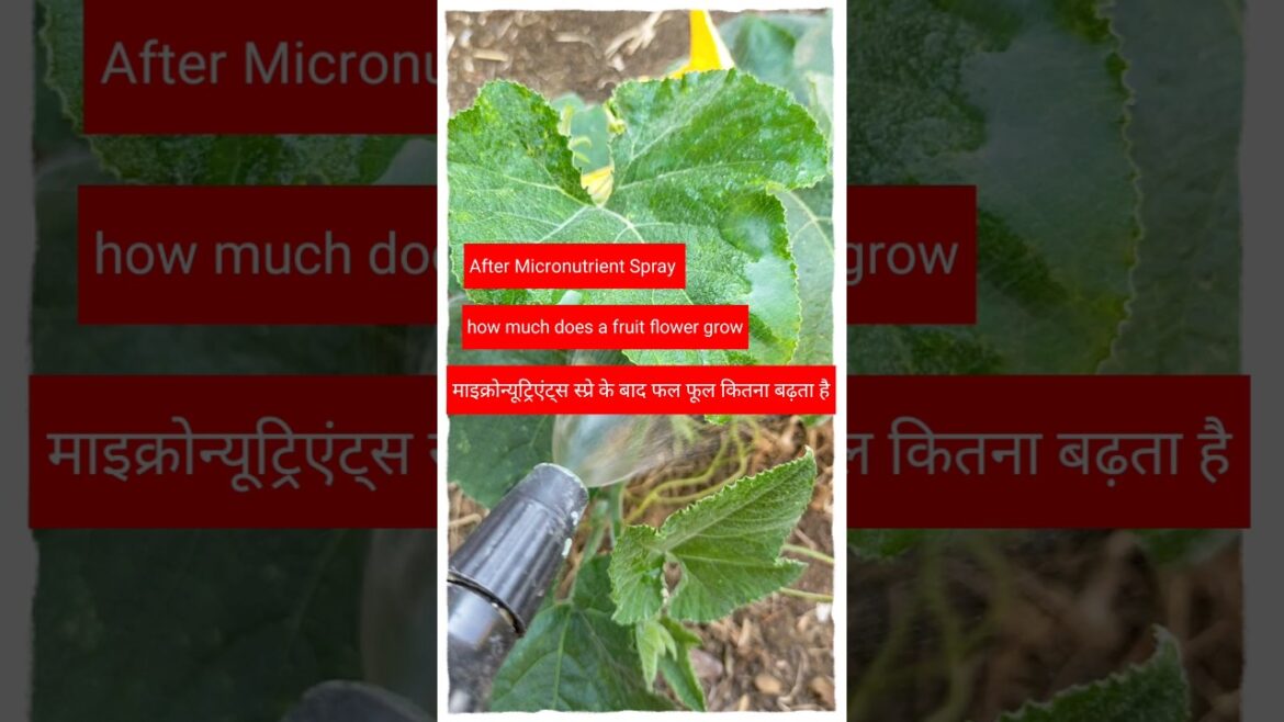 #shorts#gardening tips & home gardening#garden ideas for beginners & grow vegetables at home #shorts#gardening tips & home gardening#garden ideas for beginners & grow vegetables at home