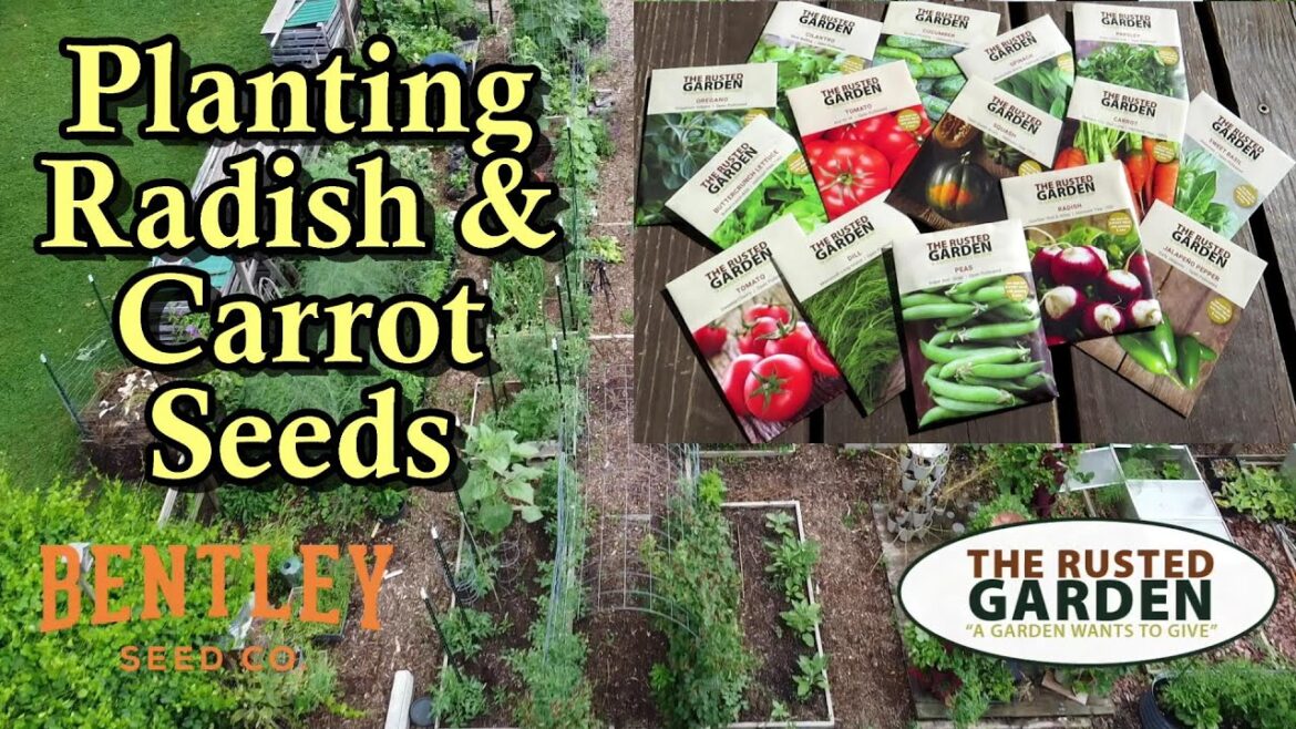 Gary Pilarchik: How to Plant Radish & Carrot Seeds in Your Garden: The Rusted Garden & Bentley Seeds QR Code Video How to Plant Radish & Carrot Seeds in Your Garden: The Rusted Garden & Bentley Seeds QR Code Video