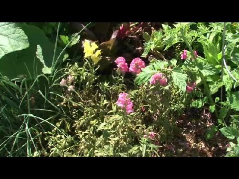 How to Irrigate Vegetable Gardens Using Flat Soaker Hoses : Vegetable Gardening 101 How to Irrigate Vegetable Gardens Using Flat Soaker Hoses : Vegetable Gardening 101