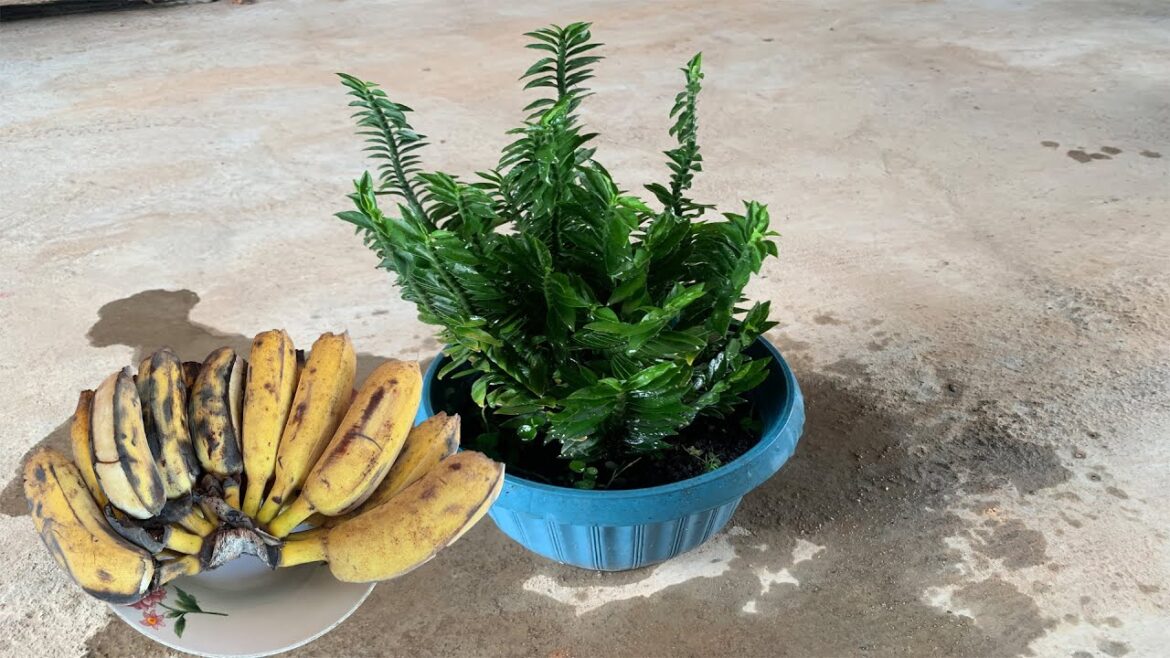 How To Make Banana Fertilizer| Garden Tips