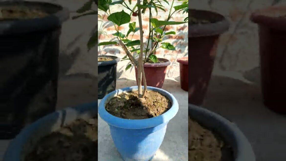 Mulberry plant growing in container /#fruitplant /#thaifruit /#tropicalfruit /#youtube /#shorts /#🍓🍒