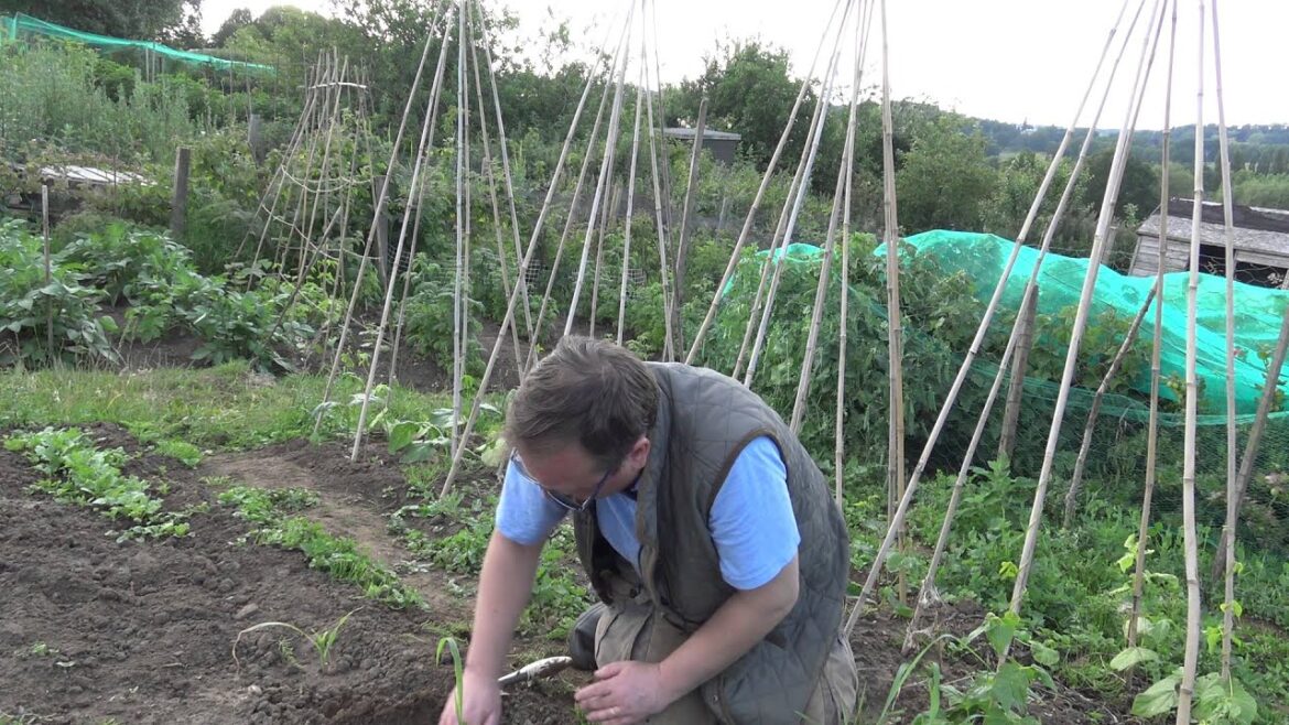 Expert advice for a novice gardener – Allotment 2015 day 14 Expert advice for a novice gardener - Allotment 2015 day 14