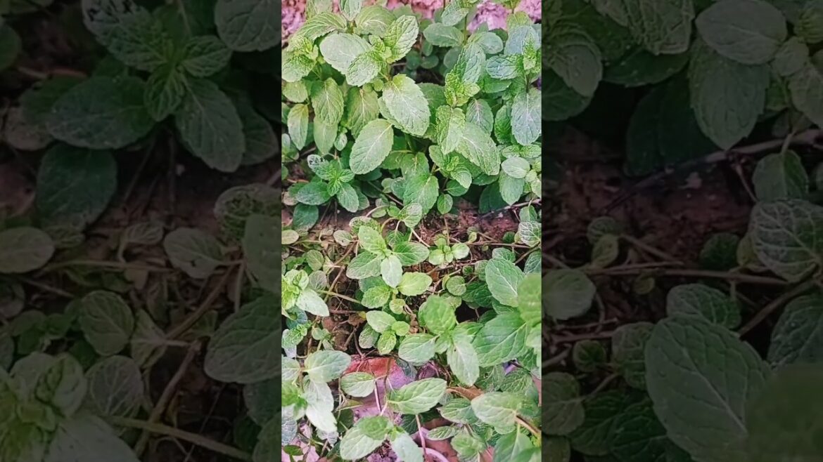 #shorts #short #youtubeshorts #shortvideo #gardening #garden