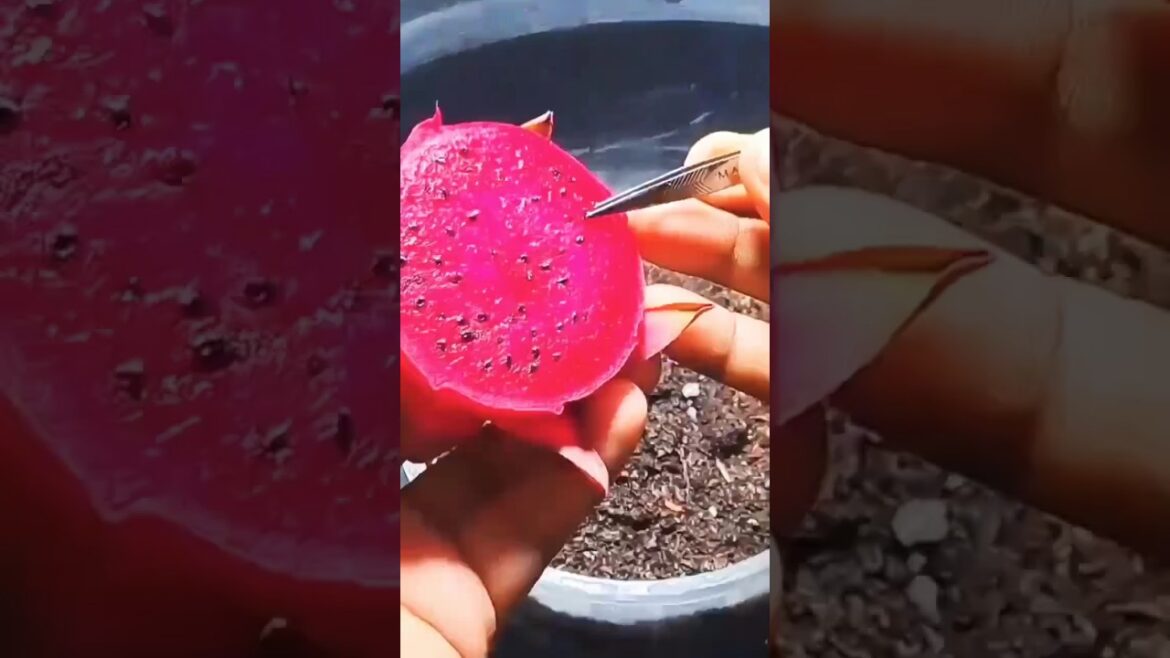 Dragon Fruit Growing DIY #growfruits #educational #yt #growplants