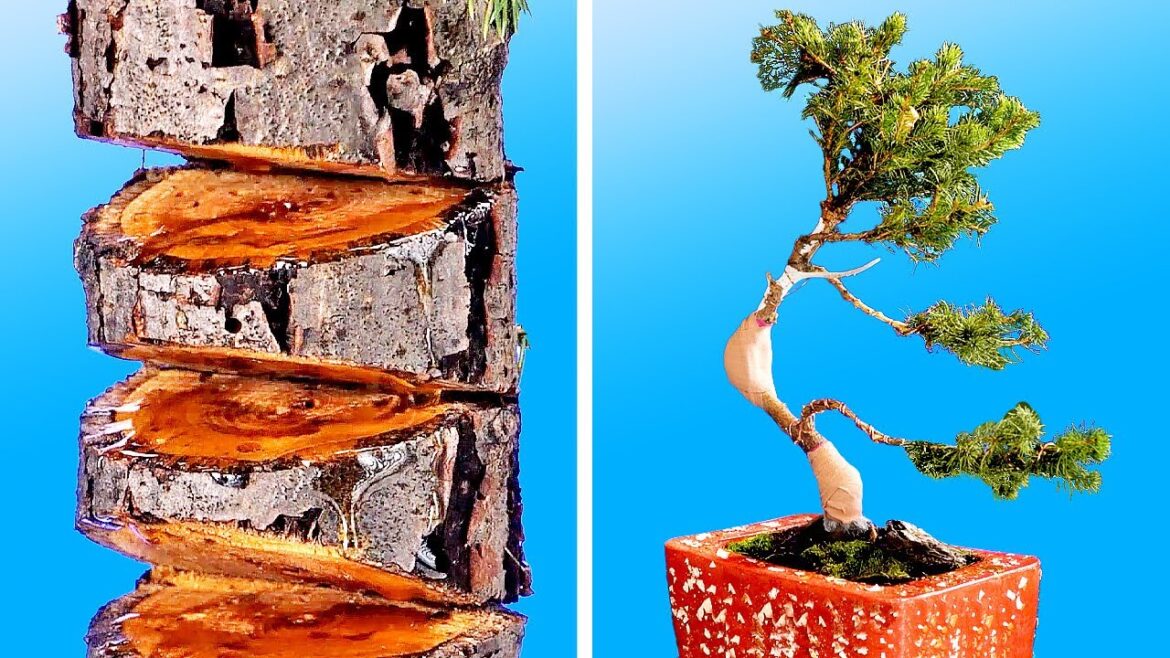 HOW TO TURN ANY PLANT INTO A BONSAI || Gardening Tips, Plant Care, Pest Control