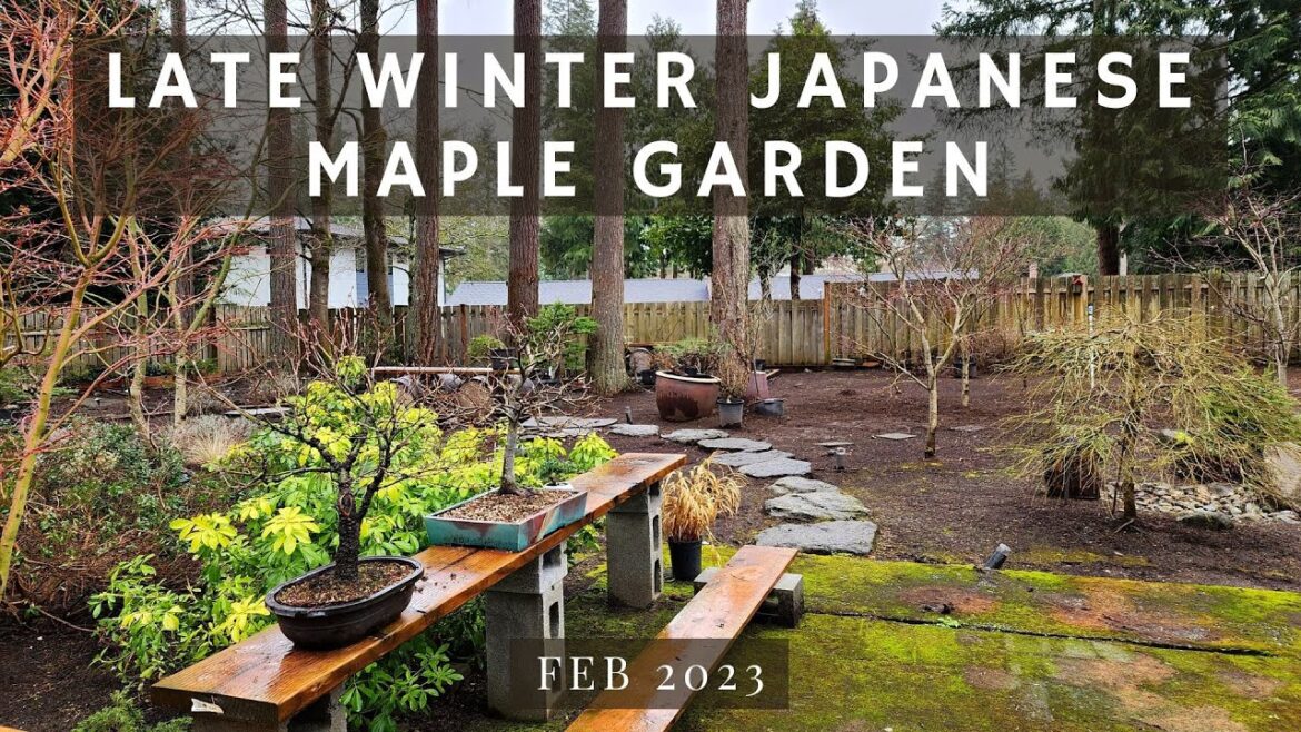 Late Winter Momiji-En Japanese Maple Garden Walk