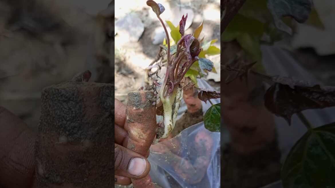 How to Save Sweet Potatoes for Next Season #shorts #gardening #garden #sweetpotato #youtubeshorts How to Save Sweet Potatoes for Next Season #shorts #gardening #garden #sweetpotato #youtubeshorts