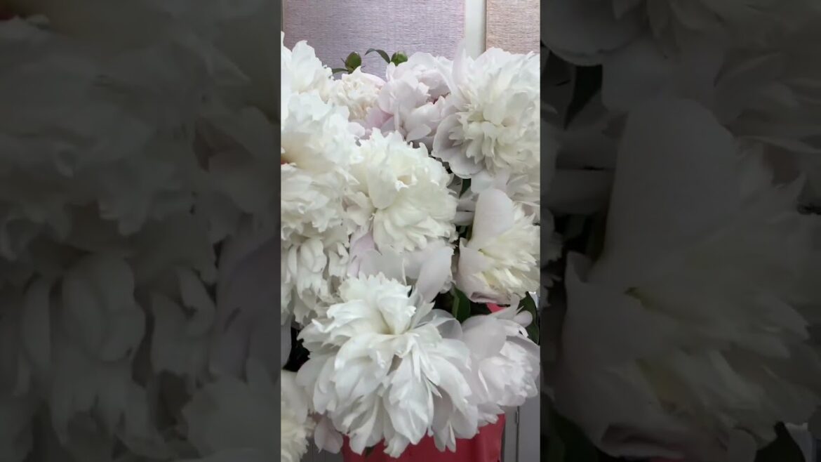 Who knows when peonies will bloom this crazy season. Who knows when peonies will bloom this crazy season.