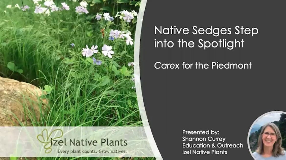 Native Sedges Step Into the Spotlight with Shannon Currey
