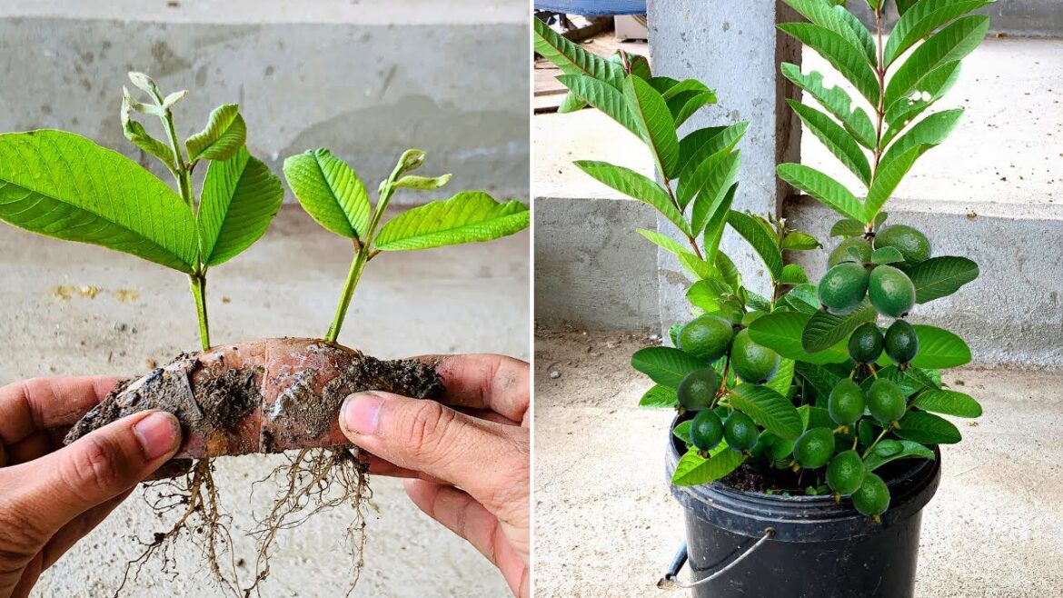 Easy How to grow guava trees from guava Cutting - With 100% Success Farm tree | No need for a garden