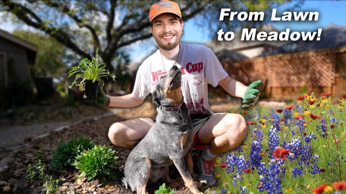 Turning My Backyard Lawn into a Wildflower Meadow! Pt. 2