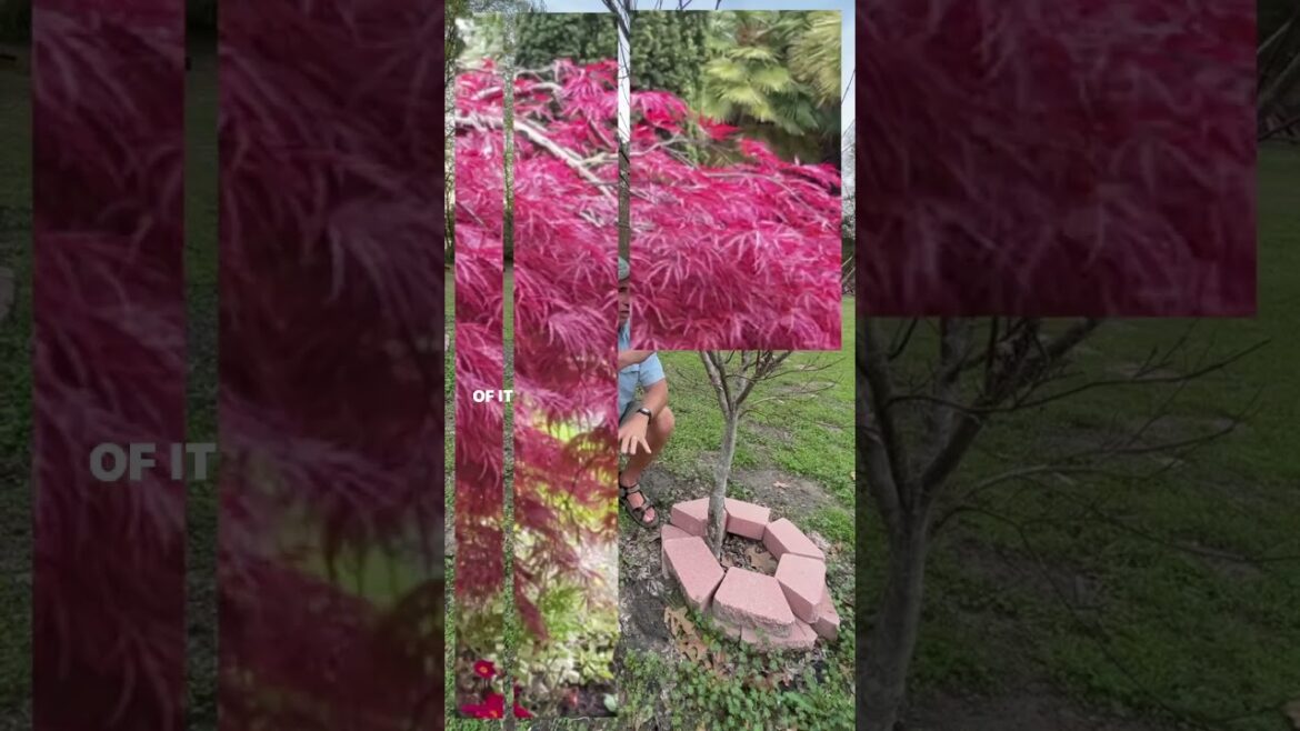 What’s Wrong with My Japanese Maple Tree Trunk? | Pro Landscaping Tips What's Wrong with My Japanese Maple Tree Trunk? | Pro Landscaping Tips