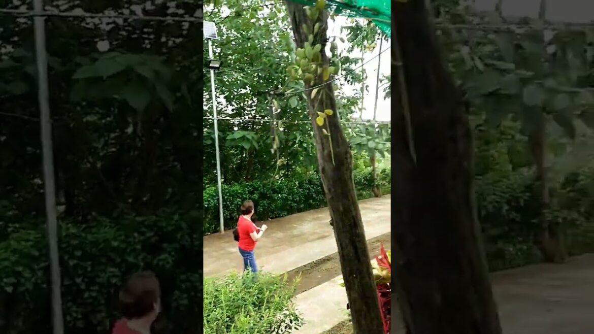 Green Garden at Inang Dorie’s #nature #Shorts Green Garden at Inang Dorie's #nature #Shorts