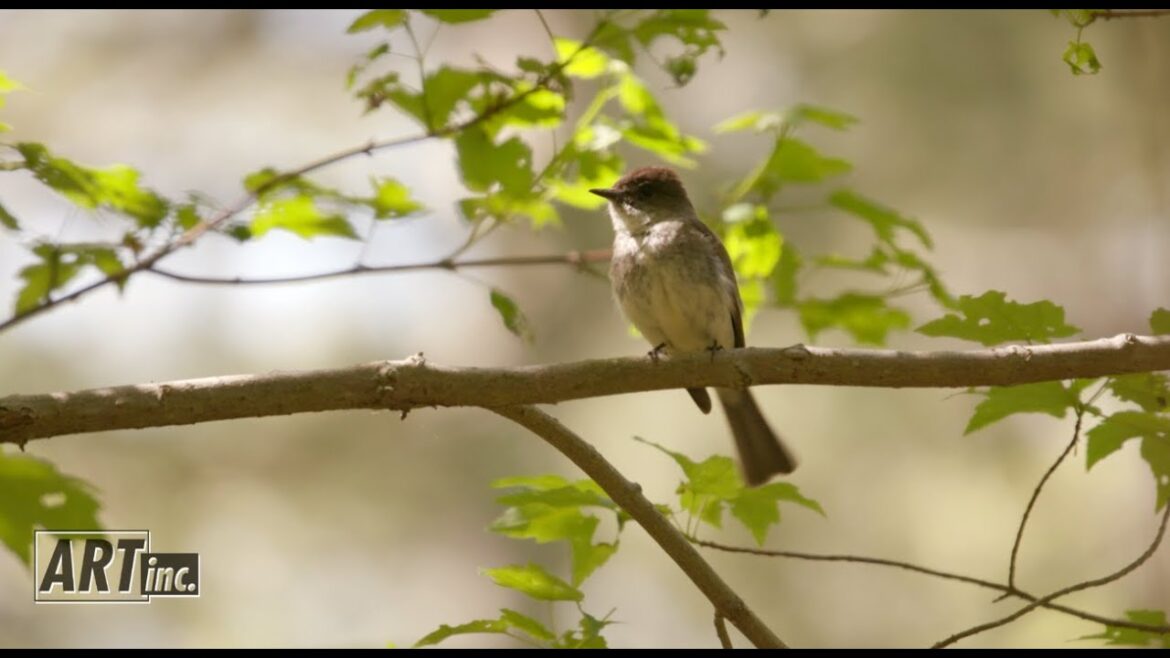 The Audubon Society of Rhode Island and the art of conservation | ART inc.
